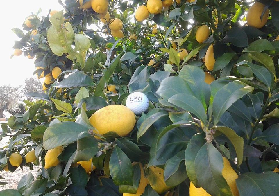 ball1