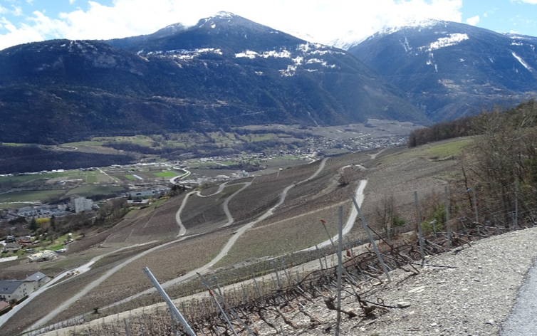 Irrigation Vignoble Loc et Corin